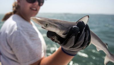 Cocaine Found In Sharks Leaves Scientists 'Dumbfounded'