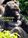 Mountain Gorilla