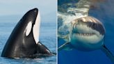 Two Orcas in South Africa Are Hunting Great White Sharks and Eating Their Livers, Research Finds