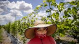 Miami-Dade aplaza decisión sobre protección contra el calor tras la presión del sector