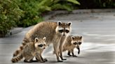 Ring Camera Catches Incredible Moment Family of Raccoons Falls Out of Porch Ceiling