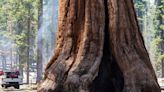 Giant Sequoias, world's largest trees, thriving in UK, report shows