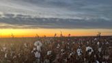 Cotton comes in: South Plains producers update outlook as harvest wraps up
