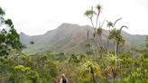 'Innocuous-looking' fern wins world record for largest genome