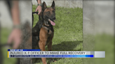 K-9 Officer injured in officer involved shooting