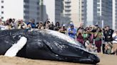 Dead humpback whale washes up on the Outer Banks