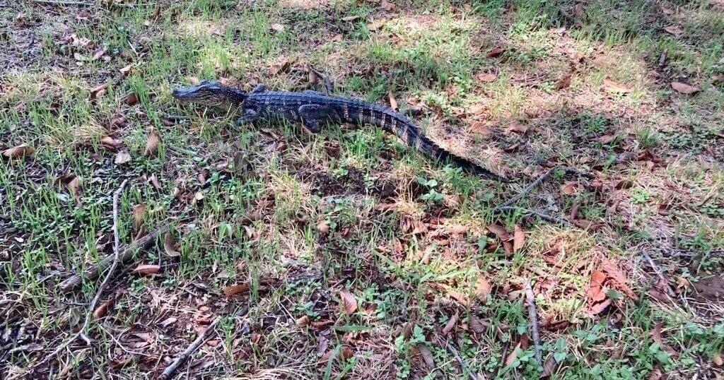 Gators stalking the Brazos River in Waco