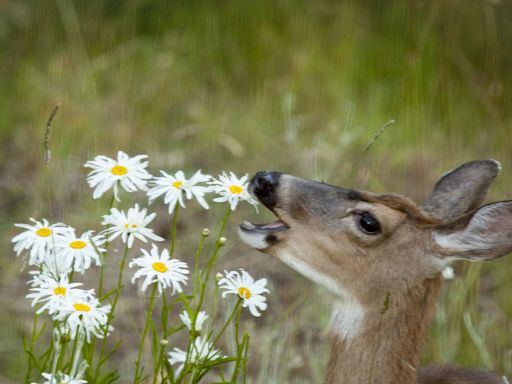 Want to Keep Deer From Eating Your Garden? Here's What to Plant