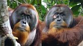 Rakus, el primer orangután que cura sus propias heridas; investigadores están sorprendidos