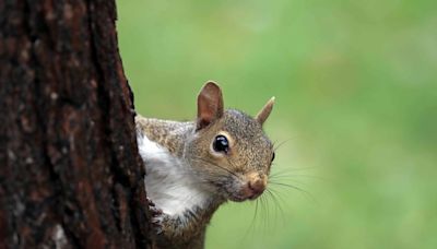 The Best Way To Squirrel-Proof Your Bird Feeder