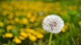 What Is Dandelion?