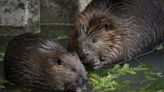 At 1st Midwest Beaver Summit, role of the hefty rodents praised in wetland restoration, climate change fight