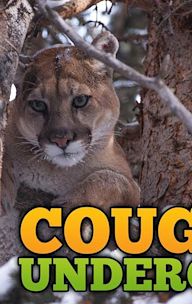 Cougars Undercover