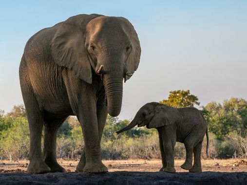 Spanish tourist killed by elephant 'defending its young' after man left vehicle to take photos