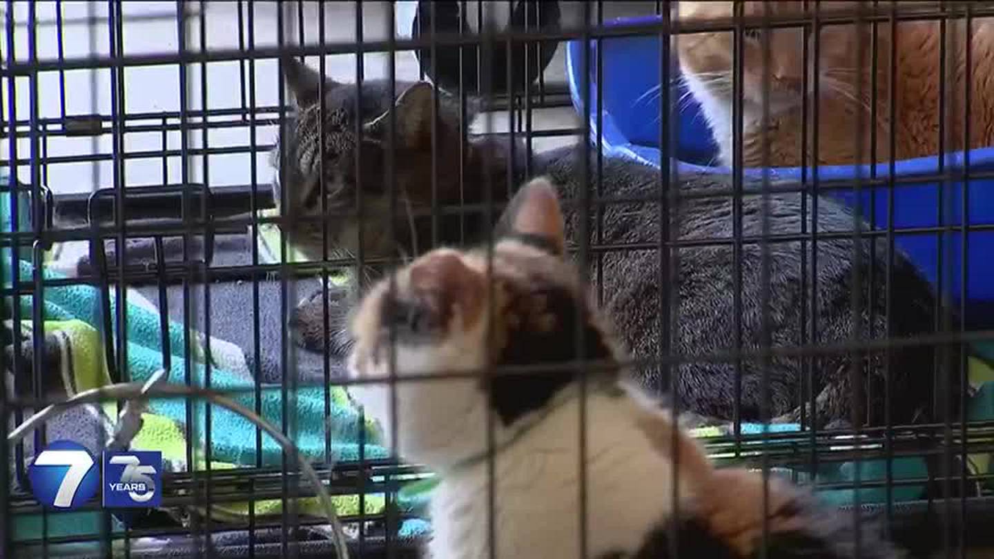 Animal sanctuary agrees to let county hold over 40 cats as neglect investigation continues