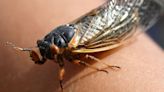 Swarms of sex-mad bugs infected with 'zombie' STD to invade homes this month