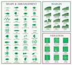 Glossary of leaf morphology