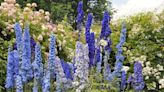 The Prettiest Cottage Garden Flowers That Have Old-Fashioned Charm