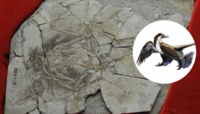 Archaeoraptor: The Dinosaur-Bird “Missing Link” And One Of Science's Greatest Hoaxes