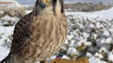 American kestrel