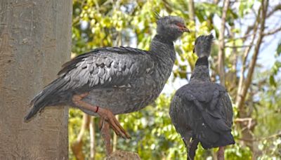 Terra Natura Benidorm recibe un chajá procedente de Francia para enriquecer la biodiversidad de su aviario