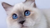 哪種貓咪最長壽？研究：伯曼貓、緬甸貓均壽14.4年最久，無毛貓較早夭 - The News Lens 關鍵評論網