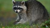 Raccoon interrupts soccer match between Philadelphia Union and New York City FC in Chester