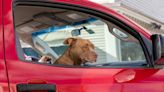 Las multas por dejar a un perro encerrado dentro de un coche, según la Ley del Bienestar Animal