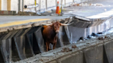 Bull captured after delaying NJ Transit service at Newark Penn Station