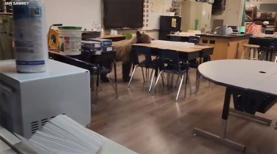 You have to see this! Bear breaks into school classroom as teacher is preparing for school year - East Idaho News