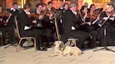 Stray Dog Earns Symphony Of Laughs For Interrupting Orchestra