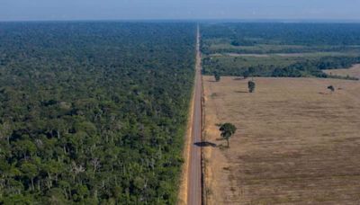 Avanço da soja sobre floresta causa prejuízo bilionário, dizem especialistas