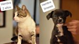 Más de 20 gatos y perros esperan proceso de adopción en Edomex