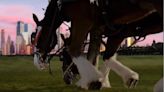 Clydesdales return in Budweiser Super Bowl commercial preview