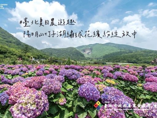 把握竹子湖繡球花季活動最後3天 | 蕃新聞