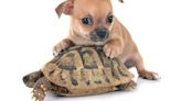 Chihuahua Does Happiest Little Dance Upon Seeing BFF Rescue Tortoise