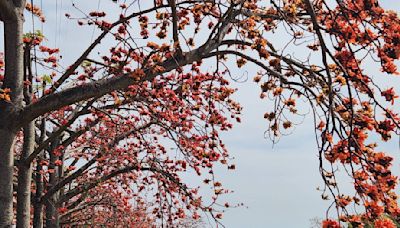 白河木棉花季更有看頭 林初埤投入7000萬活化明年完工