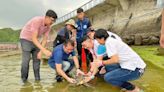 玳瑁擱淺卡魚鉤被釣起 康復後野放潮境保育區 (圖)