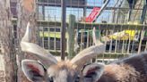 Zoo in Tennessee blames squeezable food pouch for beloved antelope's death