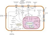 Signal transduction