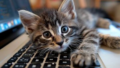 Por qué los gatos se recuestan sobre las computadoras de sus dueños