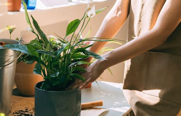 2 easy care tips have kept my peace lily thriving for years