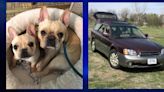 Car & two dogs stolen from Billings mobile Vet-To-Go, community asked for help in search