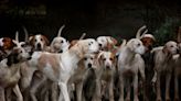 Denuncian a las monjas clarisas de Belorado por poseer un criadero de perros sin licencia en el convento burgalés