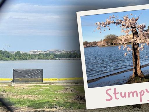 Famed cherry tree ‘Stumpy’ removed from Tidal Basin
