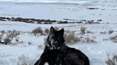 Colorado launches wolf depredation report site; new movement map released