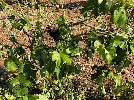 Destrozos en el campo de Alameda de Cervera y Tomelloso tras las tormentas de este lunes: el 70% es insalvable