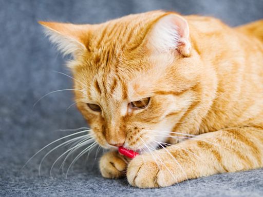 Man Brings Home 'Saddest Cat in Shelter' and the Kitty's Transformation Is So Heartwarming