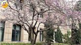 司法散步2／台北最美櫻花竟在這！ 19位帥哥美女檢座春節不打烊