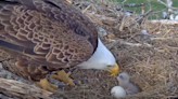 ‘Unexpected behavior’ from father leads to tragic death for just-hatched bald eagle